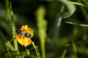 Stock Image: bee on a yellow buttercup flower
