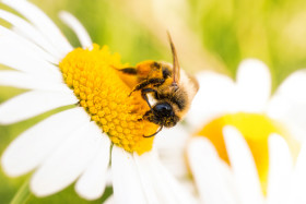 Stock Image: bee on daisy