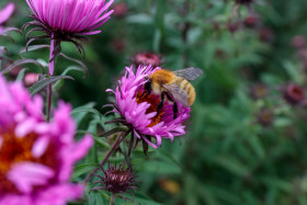 Stock Image: Bee on New England Aster