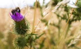 Stock Image: bee on thistle