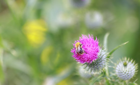 Stock Image: Bee on thorn in the Summer of August
