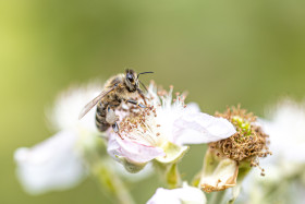 Stock Image: Bee on white Flower Macro
