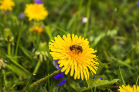 Stock Image: bee on yellow dandelion