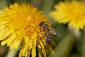 Stock Image: bee on yellow dandelion april