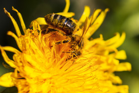 Stock Image: bee on yellow dandelion april close up