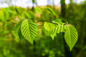 Stock Image: beech leaf in spring