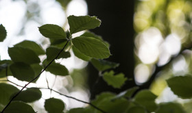 Stock Image: beech leaves