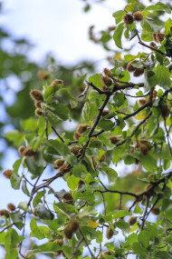 Stock Image: Beech seeds on the branch