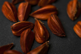 Stock Image: beechnuts black background