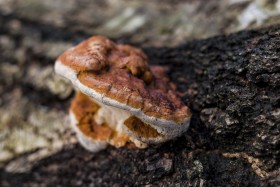 Stock Image: Beefsteak fungus on the forest