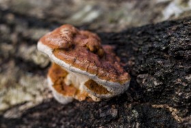 Stock Image: Beefsteak fungus on the forest