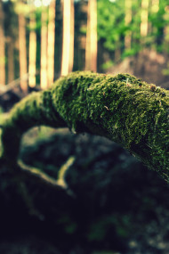 Stock Image: bent tree