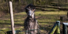 Stock Image: big emu portrait