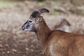 Stock Image: big european mouflon on the grassland