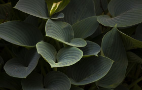 Stock Image: big green leaves