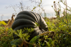 Stock Image: Big green pumpkin growing on a field