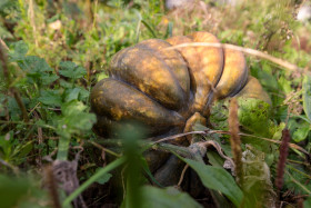 Stock Image: Big pumpkin growing in the garden