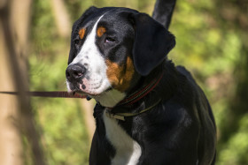 Stock Image: big swiss mountain dog