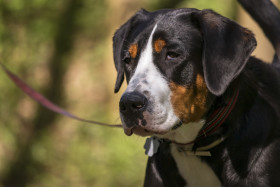 Stock Image: big swiss mountain dog