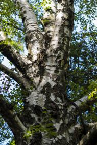 Stock Image: birch tree