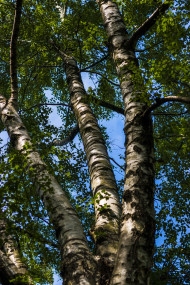 Stock Image: birch tree