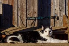 Stock Image: Black and white cat lies on the stairs in front of a wooden door