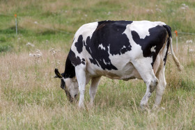 Stock Image: Black and white spotted cow grazes in a pasture