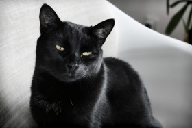 Stock Image: black cat