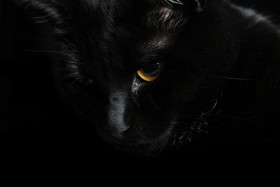 Stock Image: Black Cat Eyes