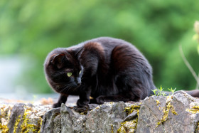 Stock Image: Black Cat sits on a wall