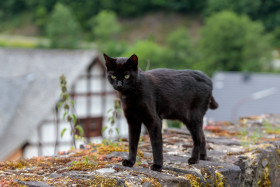 Stock Image: Black Cat stands on a wall