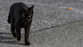 Stock Image: black cat walking
