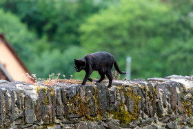 Stock Image: Black Cat walking on a wall