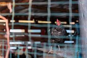 Stock Image: Black chicken in a cage