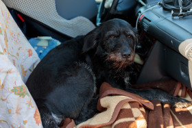Stock Image: Black dog lies in the car