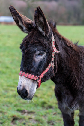 Stock Image: Black Donkey Portrait
