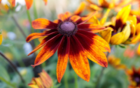 Stock Image: Black-eyed Susan from above