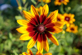 Stock Image: Black-eyed Susan from above