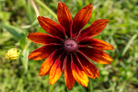Stock Image: Black-eyed Susan from above