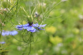Stock Image: Black seed, Nigella sativa, purple blue flower