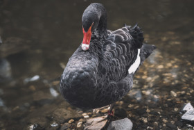 Stock Image: Black Swan