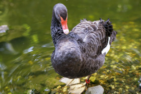 Stock Image: Black Swan (Cygnus atratus)