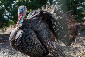 Stock Image: Black turkey on a farm
