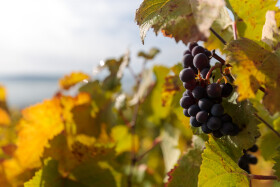 Stock Image: Black Wine Grapes