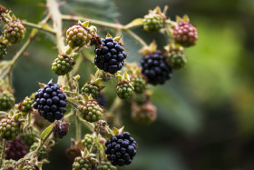 Stock Image: blackberries in summer