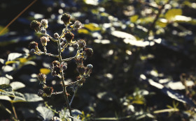 Stock Image: blackberries unripe