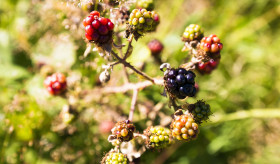 Stock Image: blackberry bush