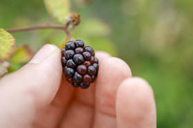 Stock Image: Blackberry on a Bunch in a Hand