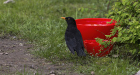 Stock Image: blackbird in a garden