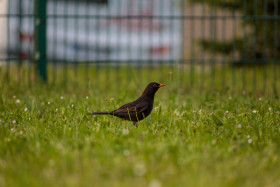 Stock Image: Blackbird in a meadow